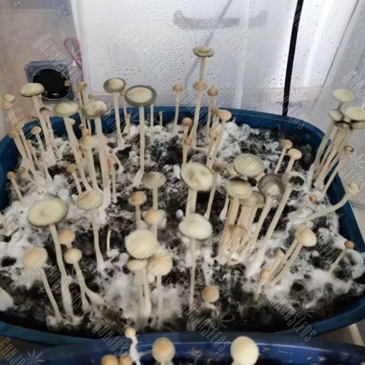 споры псилоцибиновый Panaeolus Cyanescens Aussi X Bali Indonesia