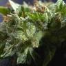 семена конопли марихуаны Morhine feminised