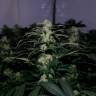 хорошие семена конопли Kalichakra feminised