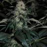 семена конопли курьером Kalichakra feminised