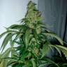 заказ семян конопли Москва Kalichakra feminised