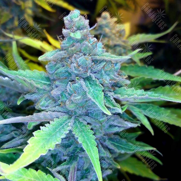 семена конопли с доставкой Auto Blueberry x Sweet Tooth feminised
