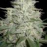 LA Cannalope feminised Ganja Seeds
