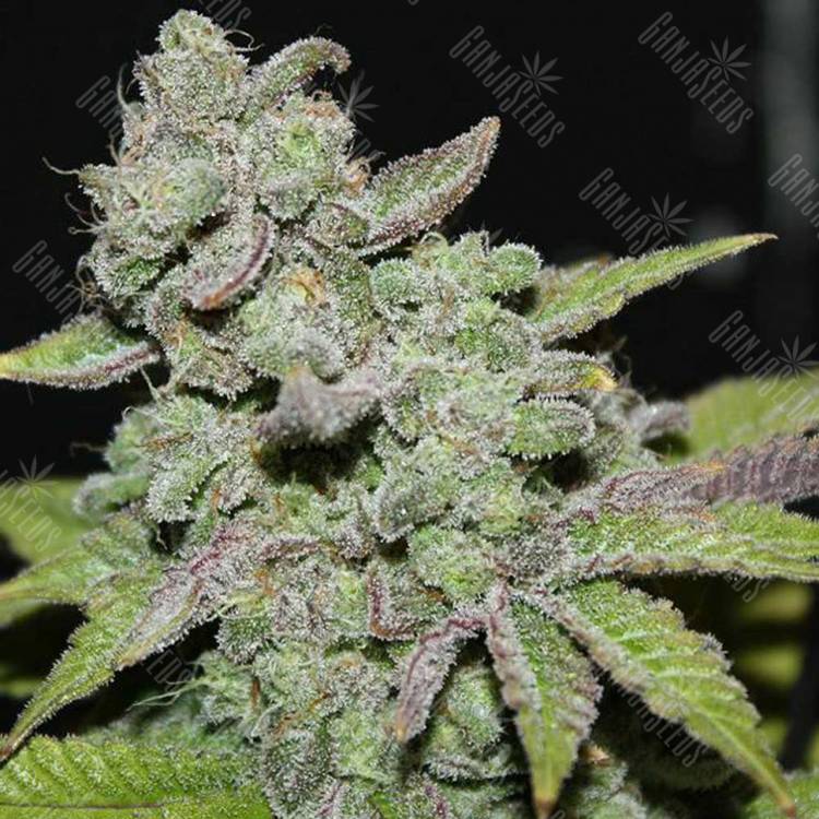 семена конопли для курения Afgooey feminised Strain Hunters Seeds