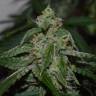 семена конопли элитных сортов Afgooey feminised Strain Hunters Seeds