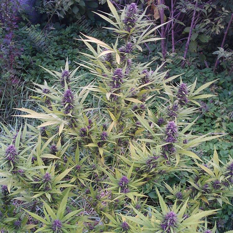 Shaman feminised Dutch Passion Seeds