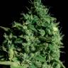 Cheese feminised Dinafem Seeds