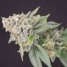 Cheese feminised Dinafem Seeds