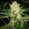 Cheese feminised Dinafem Seeds