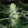 Cheese feminised Dinafem Seeds