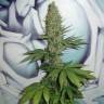 семена конопли для выращивания Auto Baikonur feminised Bang Seeds
