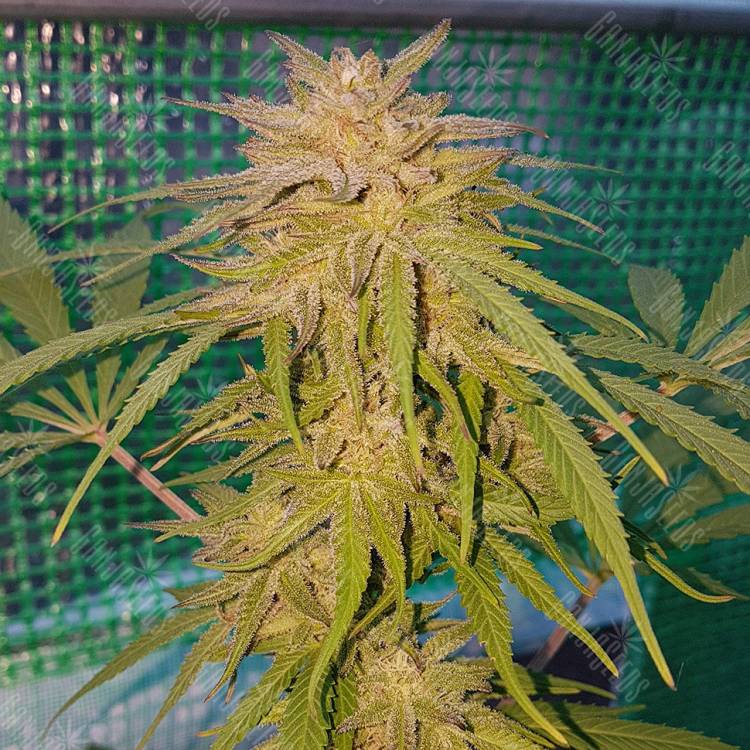 мощные семена конопли Lemon regular Ganja Seeds