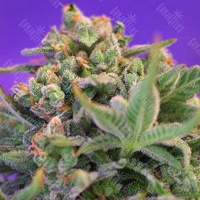 Auto Sweet Cheese regular Ganja Seeds