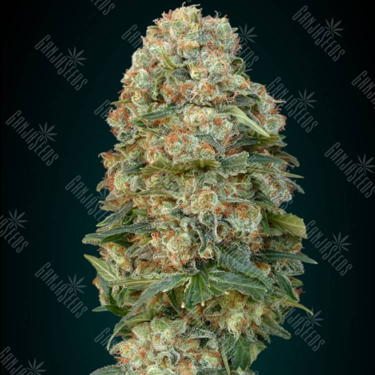 семена конопли наложенным платежом Afghan Skunk feminised Advanced Seeds