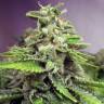 семена конопли почтой Afghan Skunk feminised Advanced Seeds