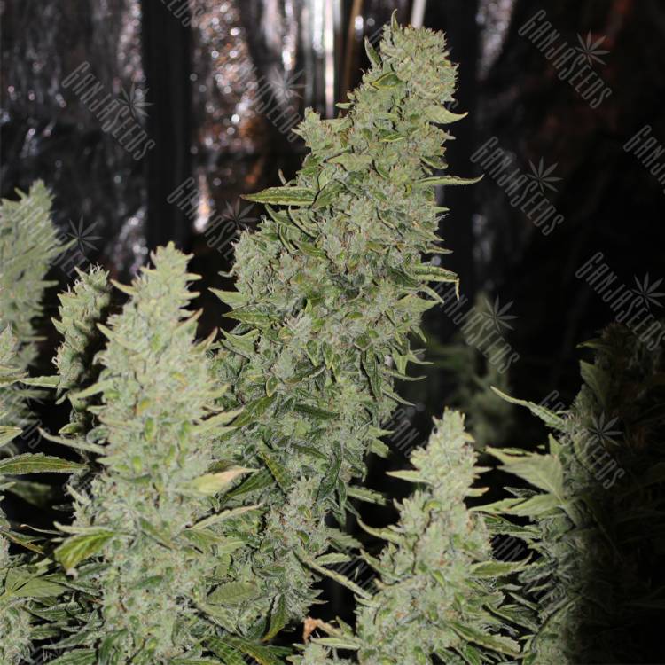 семена конопли в оригинальных упаковках Auto Niagara feminised Doctors Choice