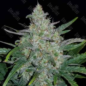 Auto Rhino Ryder feminised Fast Buds