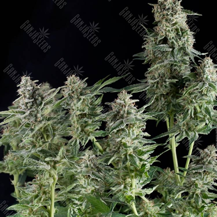 семена конопли в фирменной упаковке Northern Lights CBD feminised Pyramid Seeds