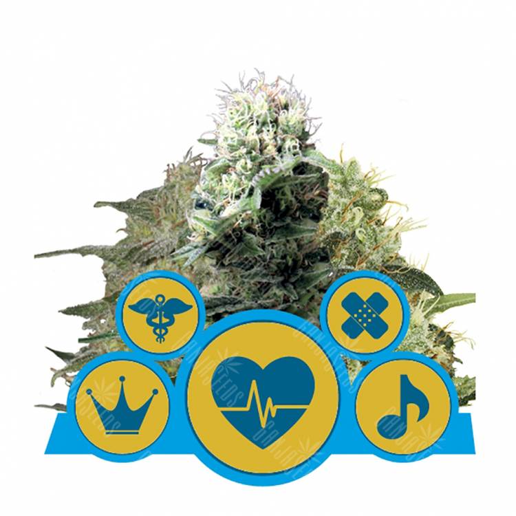 семена конопли для посадки купить CBD MIX feminised Royal Queen