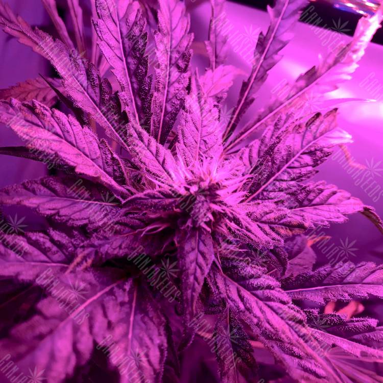 семена конопли для курения Sweet Skunk F1 Fast Version feminised Sweet Seeds