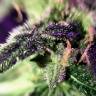 семена конопли элитных сортов Sweet Skunk F1 Fast Version feminised Sweet Seeds
