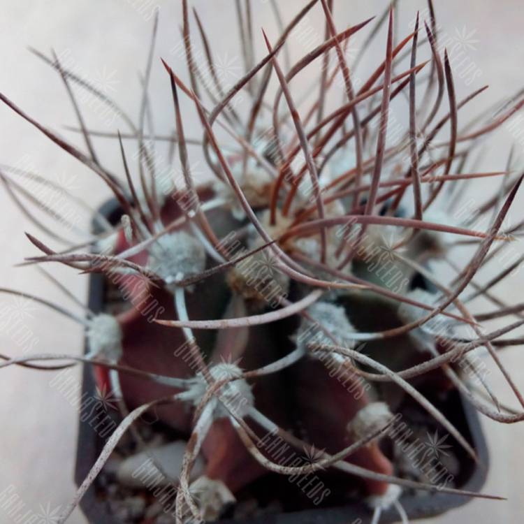 Семена кактуса Astrophytum niveum x Astrophytum ornatum