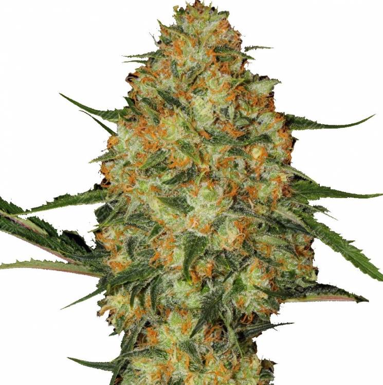 Flowershell Bomb feminised Ganja Seeds
