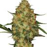 Flowershell Bomb feminised Ganja Seeds