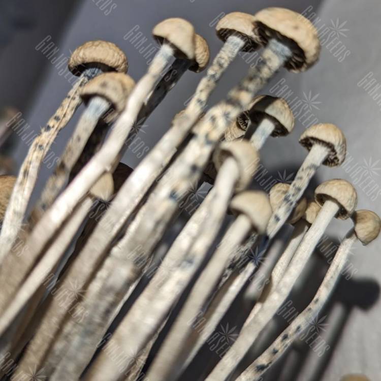 купить споры псилоцибиновых грибов Panaeolus Cyanescens Hawaii