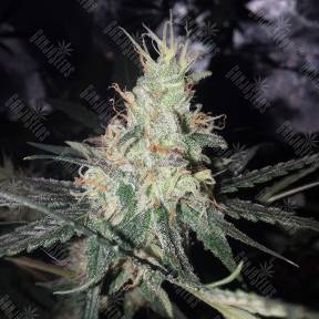 Critical + feminised Dinafem Seeds