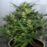 семена конопли марихуаны Auto Baiterek feminised Bang Seeds
