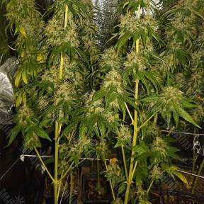 Indoor Mix feminised Nirvana Seeds