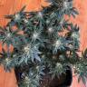 семена индийской конопли Durga Mata II CBD feminised Paradise Seeds