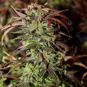 Durga Mata II CBD feminised Paradise Seeds