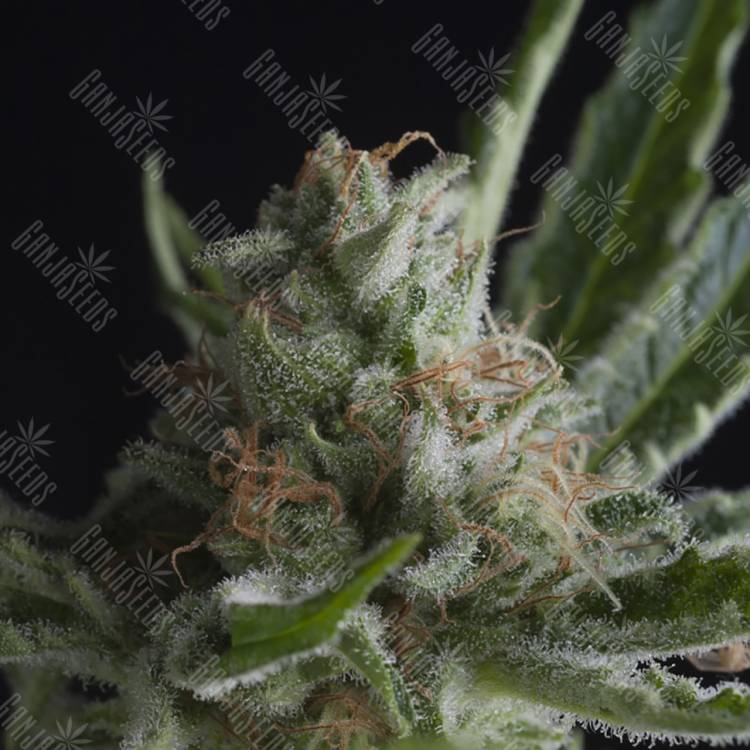 семена конопли интернет магазин Shark CBD feminised Pyramid Seeds