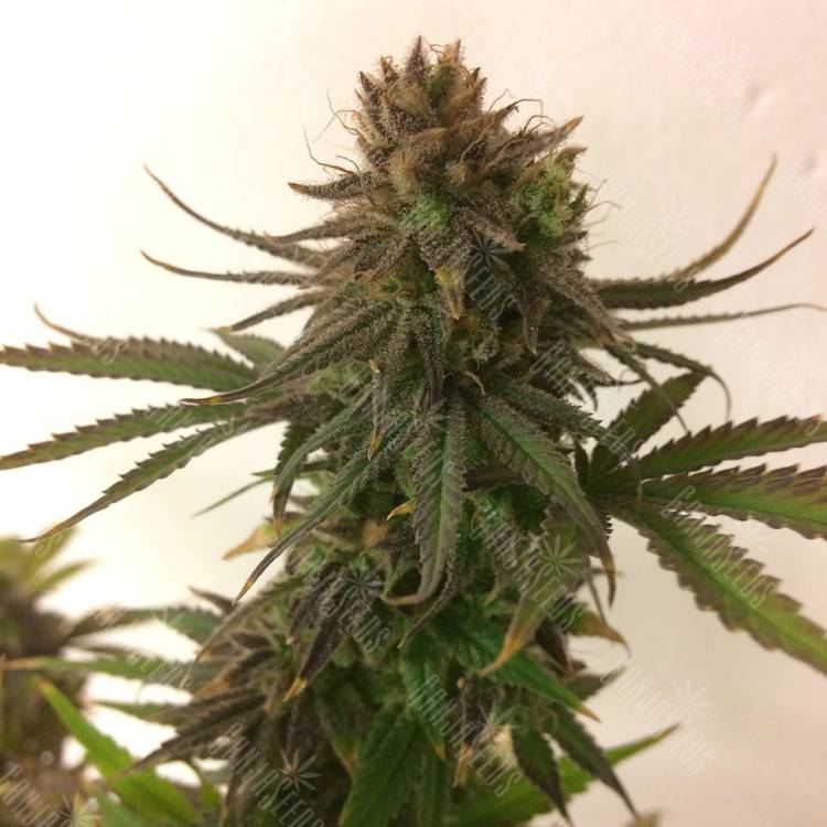 семена конопли для выращивания Painkiller XL CBD feminised Royal Queen