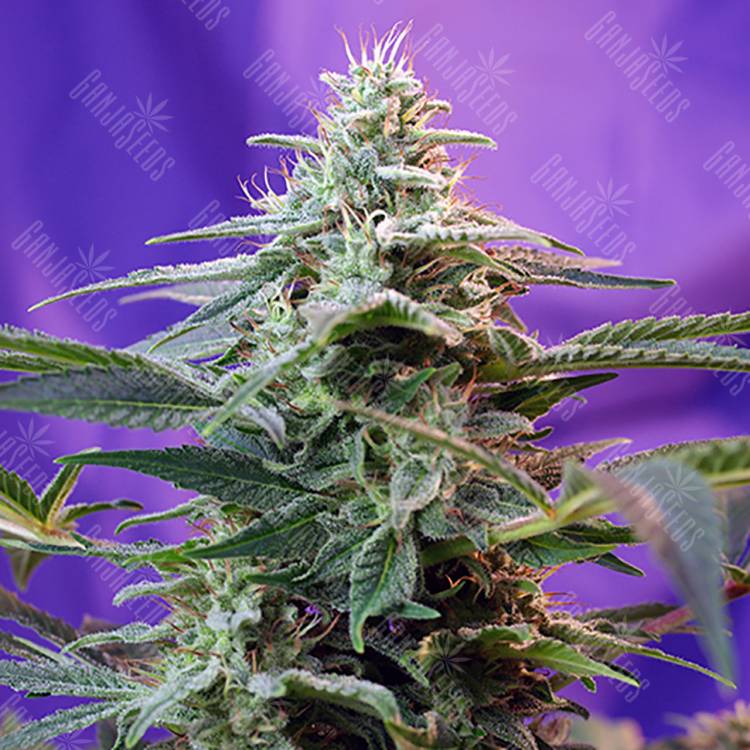 семена конопли в интернете Sweet Special F1 Fast Version feminised Sweet Seeds