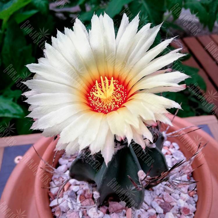 Семена кактуса Astrophytum niveum var. nudum