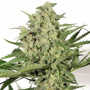 Cheese feminised Ganja Seeds