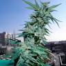 семена конопли для посадки купить Critical feminised