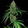 семена конопли курьером Critical feminised