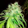 заказать качественные семена конопли Bubblelicious regular