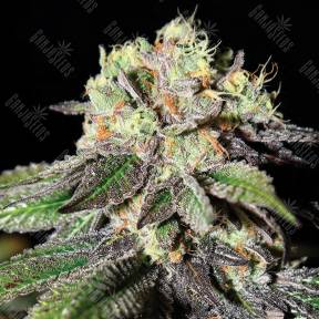 Caboose feminised Strain Hunters Seeds