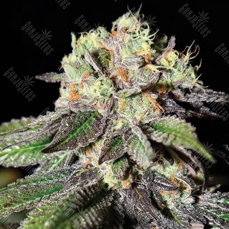 семена индийской конопли Caboose feminised Strain Hunters Seeds
