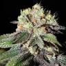 семена индийской конопли Caboose feminised Strain Hunters Seeds
