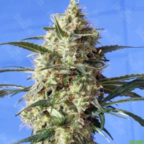 Snow Bud feminised Dutch Passion Seeds