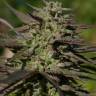 Snow Bud feminised Dutch Passion Seeds