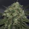 Critical Cheese feminised Dinafem Seeds