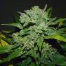 семена конопли элитных сортов Auto Balkhash feminised Bang Seeds