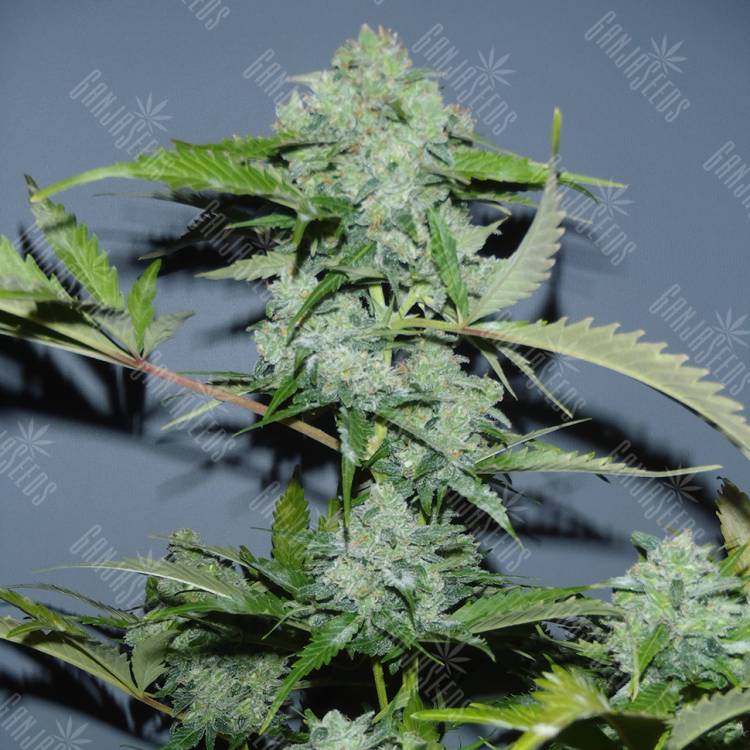 семена конопли почтой Auto Balkhash feminised Bang Seeds